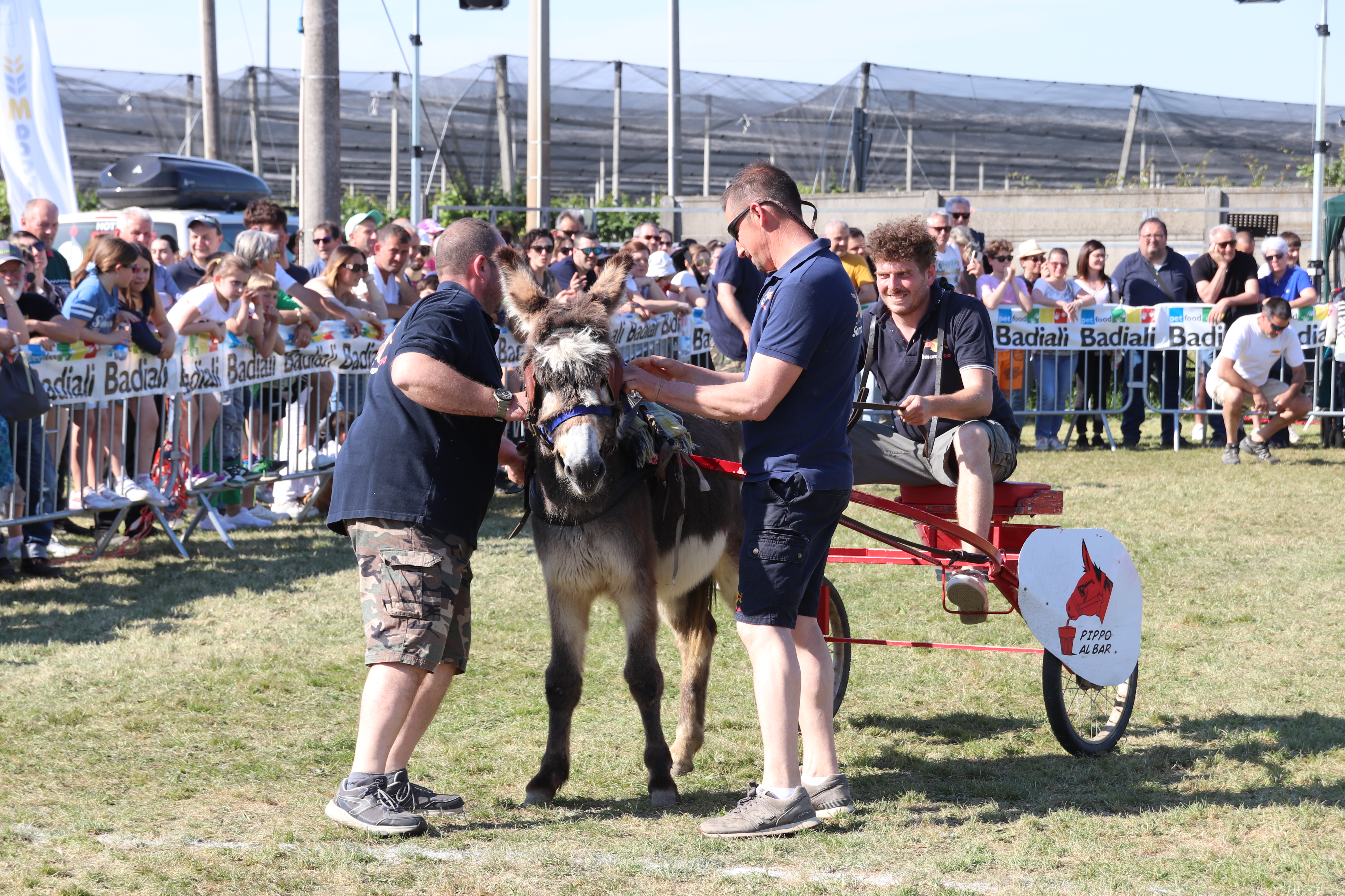 Preparazione del somaro prima della corsa